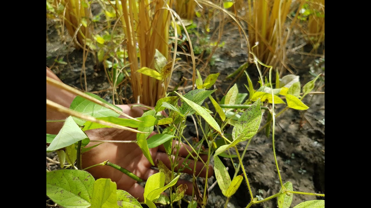 Intercropping in Rice Farming - Agroecology For Food Security and Sustainable Rural Development
