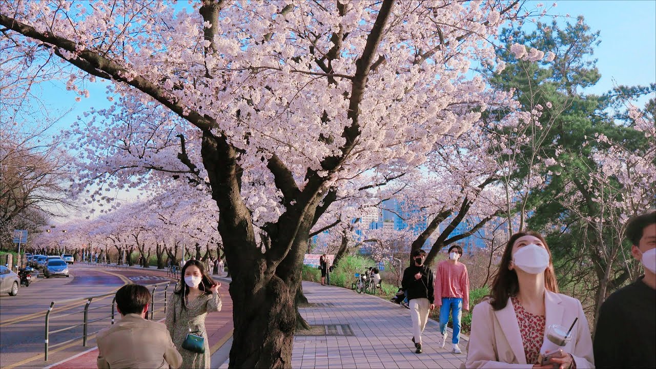 4K SEOUL WALK - Korea's Most beautiful, famous, crowded cherry blossom road ????Yeouido Yoonjung-ro.